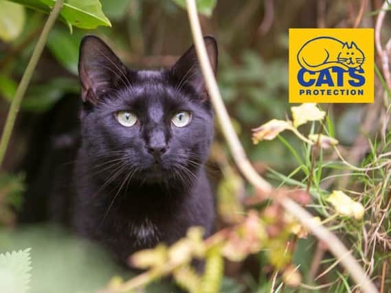 Cats Protection believes neutering is an essential part of responsible cat ownership