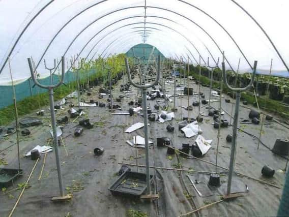 The plants were growing in huge polytunnels