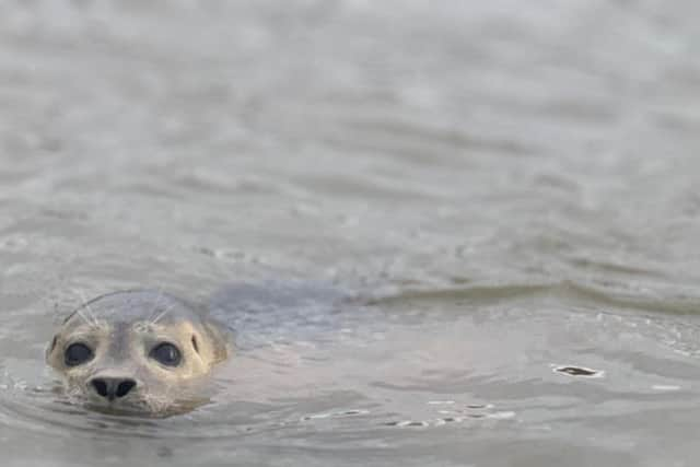 Littlehampton's seal, pictured above, has been named Gavin