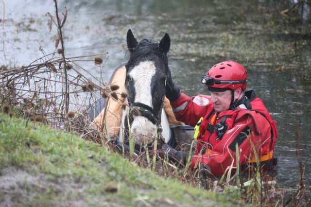 Logan being rescued, photo by Eddie Mitchell SUS-190119-145726001