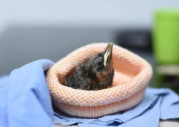 Early baby blackbird SUS-190123-093342001