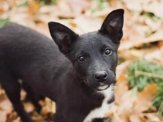 The rules over pet passports could change with a no-deal Brexit.