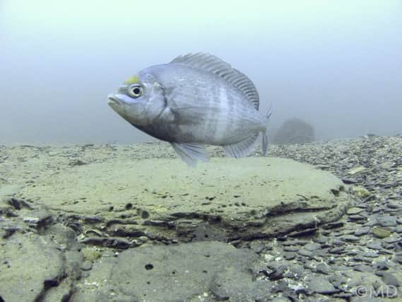 Welcome to the underwater nursery off the coast of Worthing and Littlehampton. Picture: Matt Doggett