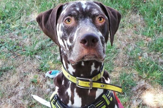 Dogs Trust Shoreham dog of the week Duke