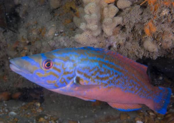 Underwater photographer Matt Doggett captured this image at Kingmere MCZ