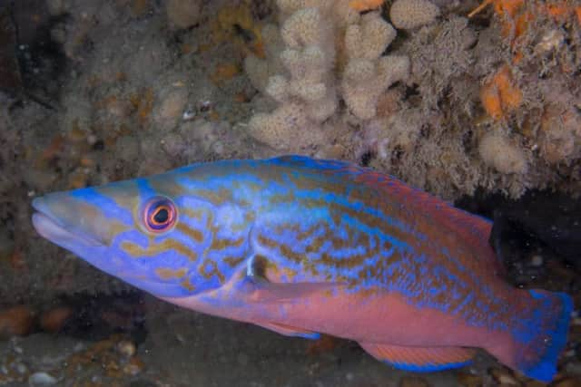 Underwater photographer Matt Doggett captured this image at Kingmere MCZ