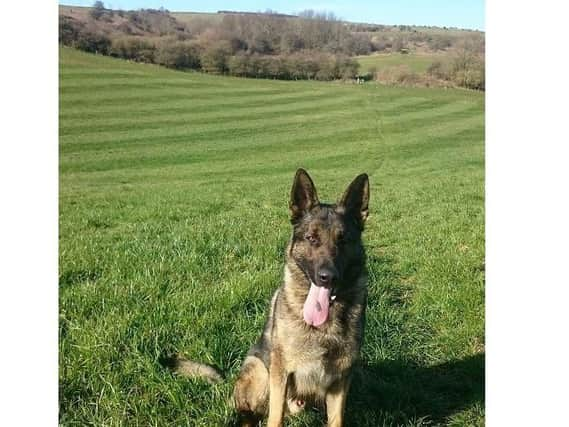 Police dog Spike, a German shepherd