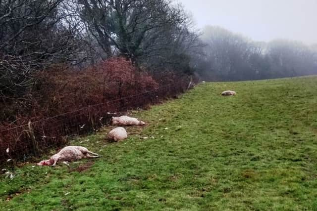 A dozen sheep were killed in a dog attack at Hastings Country Park. Picture supplied by Hastings Borough Council