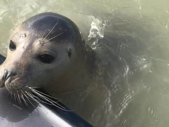 Gavin the seal. Credit: Chris Headon