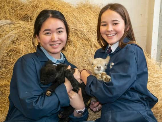 Farm prefects Leila Lai (left) holding Gruffalo and Millie Hoffman holding Sox. Photograph: Liz Finlayson/ Vervate