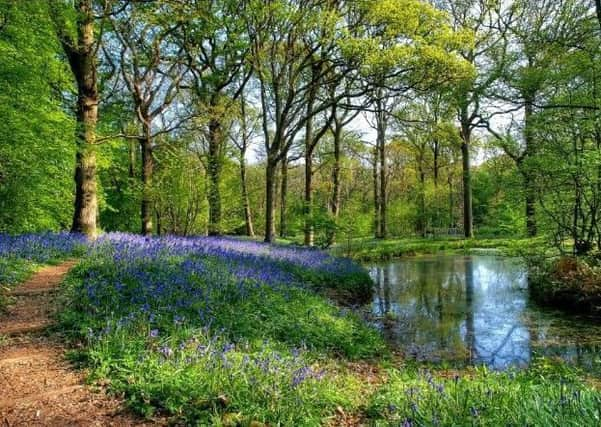 Bluebell Walk, Arlington -  photo by Peter Goldsmith SUS-190504-133453001