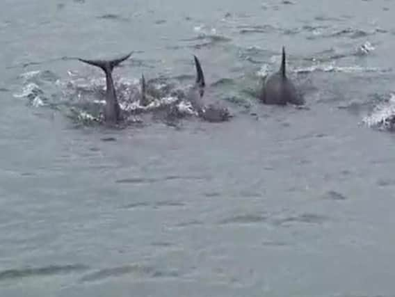 The dolphins near Newhaven Port