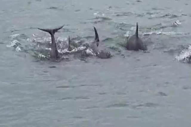 The dolphins near Newhaven Port