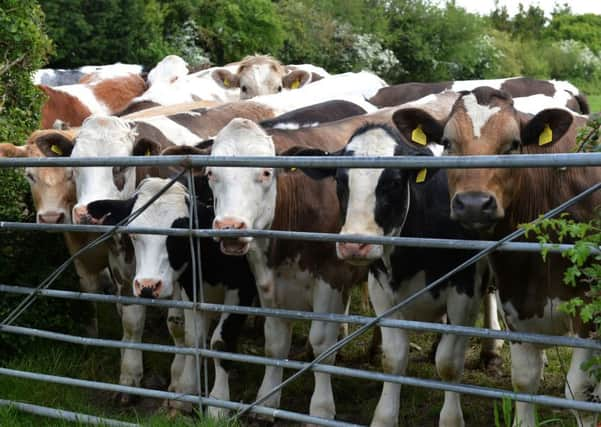 Generic cattle, cows, farming, herd, dairy. Marsh Gibbon. PNL-150522-170631009