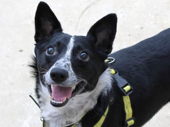 Dogs Trust Shoreham dog of the week Marcus