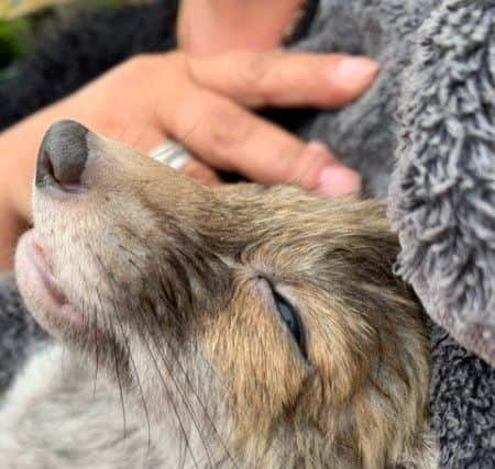 The fox cub sadly died