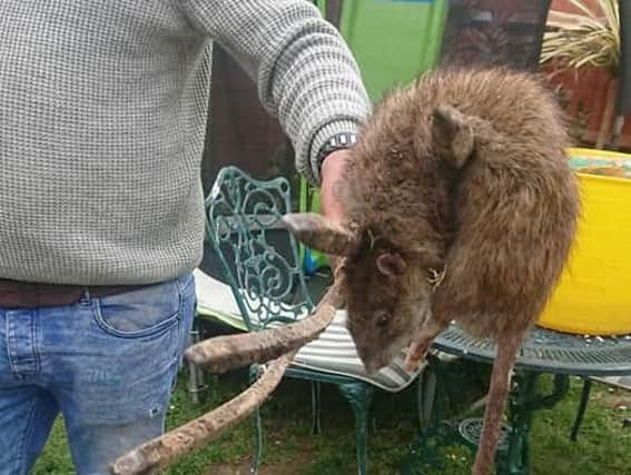 A two-foot long rat has been discovered in Worthing. Picture: Ash Hammond