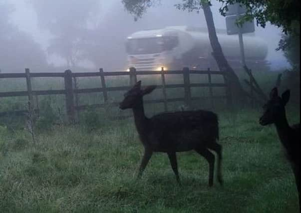 Deer alongside main roadway. Photo: Highways England SUS-190514-141253001