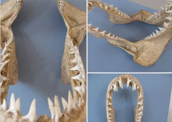 Shark Jaws SUS-190516-065104001