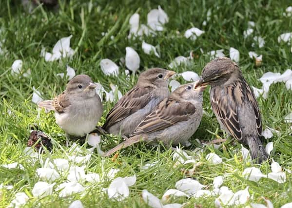 Sparrow mum feeds her fledglings. This close up was taken by David Ford. SUS-190515-154503001