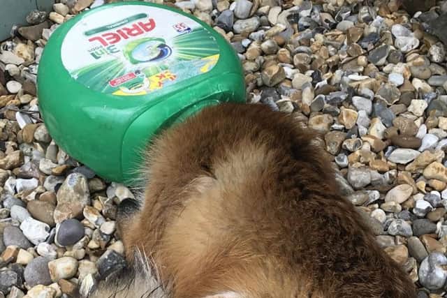 The fox was looking for food when it became trapped. Picture: RSPCA