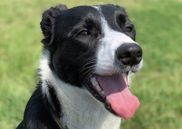 Dogs Trust Shoreham dog of the week Lemon