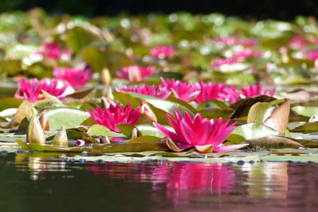 Crimson waterlilies on the lake in Sheffield Park