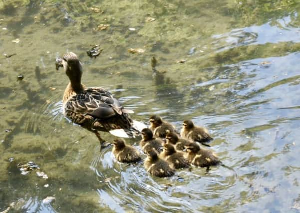 Emily Jackson, 11, from Shoreham, took these pictures at the Arundel Wetland Centre, Woods Mill in Henfield, and at Brooklands Lake in Worthing.