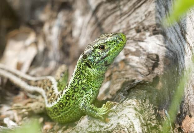 Heathland Sand Lizard SUS-190406-171231001