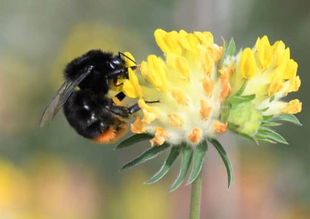 A red-tailed bumblebee on kidney vetch