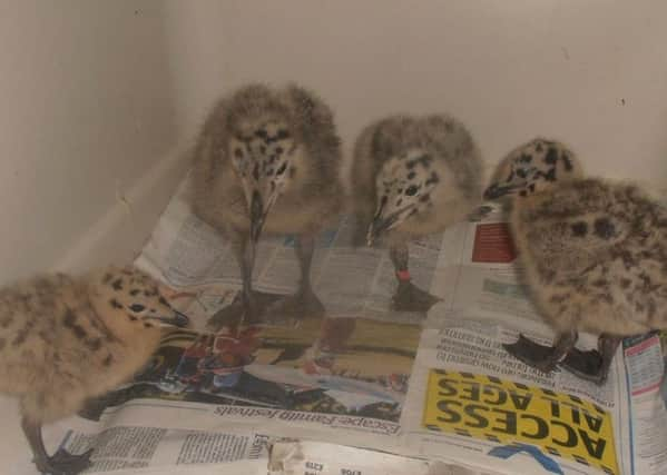 Baby seagulls SUS-190624-094648001