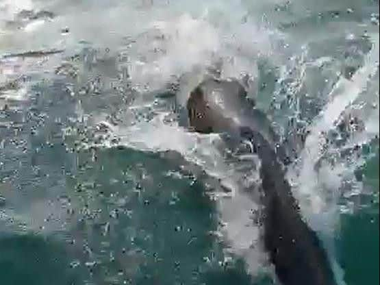 One of the dolphins spotted off the Sussex coast on Tuesday evening (June 25). Picture: Shoreham Port