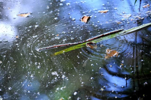 Fish at Storrington Mill Pond have been reported as 'gasping for air. '' Photo:  Steve Robards SR1917944 SUS-190907-160357001