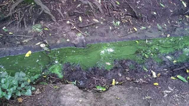 Blue Green Algae SUS-191207-155200001