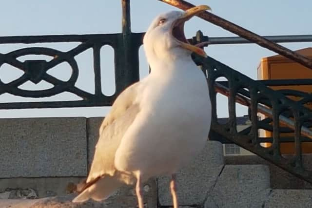 "Fish, chips, kebabs, I'll eat 'em all!"