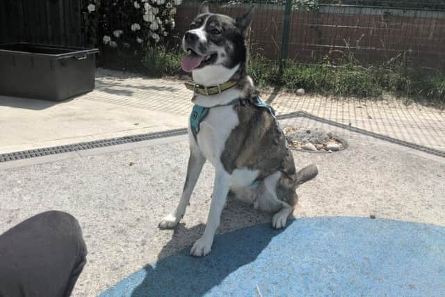 Sheba is staying at Dogs Trust Shoreham and is looking for a home