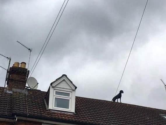 The puzzled pup on the three storey roof.