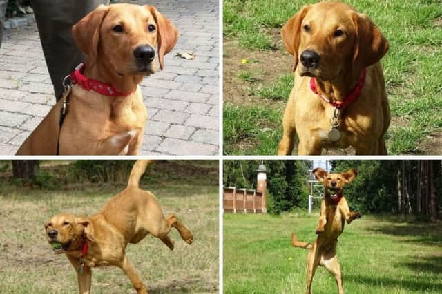 Hundreds of people applied to foster a police puppy following the appeal