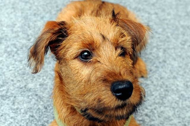 Felpham Community College's new school dog, Margot. Picture: Kate Shemilt - ks190496-5