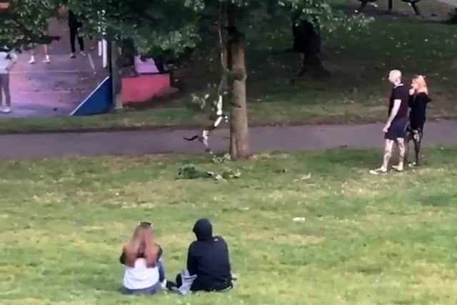 This is the hilarious moment a playful dog swings from a tree in a desperate bid to get a stick to play with. SWNS