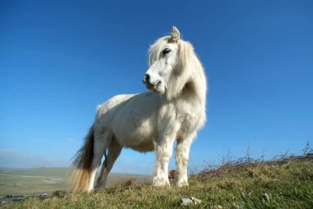 Exmoor ponies grazing near Birling Gap, photo by Jon Rigby