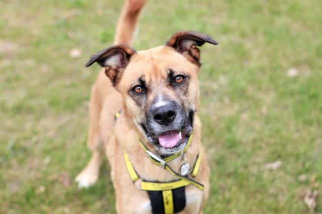 Sally the Boxer-cross