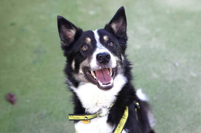 This weeks dog of the week - collie, Jake