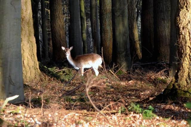 A deer in the woods at Stansted. ks190175-5

Kate Shemilt