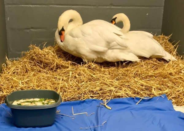 The swans were cleaned up by the East Sussex WRAS care team