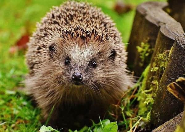 In danger - the humble hedgehog.