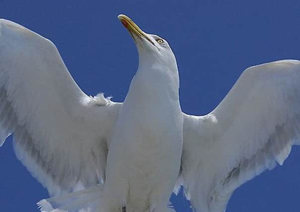 Gull menace