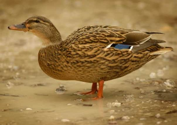 Mallard Anas platyrhynchos, female wading