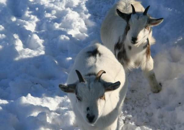 Arundel Castle goats.