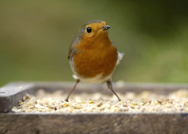 Robin Feeding